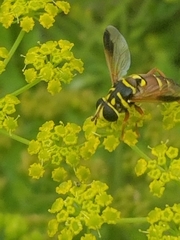 Meromacrus gloriosus