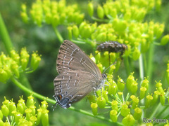 Satyrium caryaevorus