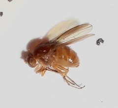 Camptoprosopella slossonae