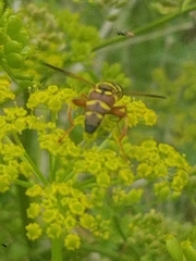 Meromacrus gloriosus