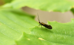 Mathildana newmanella