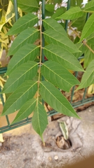Ailanthus altissima
