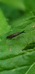 Heterotoma planicornis