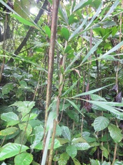 Coffea liberica