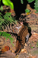 Prionailurus javanensis sumatranus