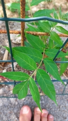 Ailanthus altissima