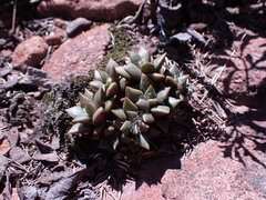 Anacampseros rufescens