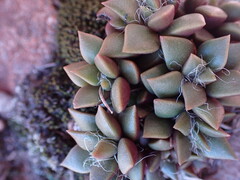 Anacampseros rufescens