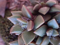 Anacampseros rufescens