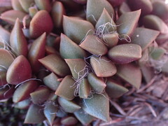 Anacampseros rufescens