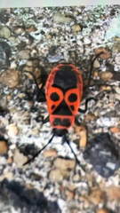 Pyrrhocoris apterus