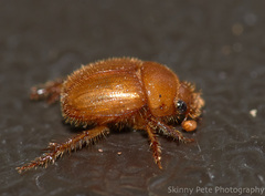 Neochodaeus frontalis