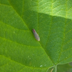 Graphocephala coccinea