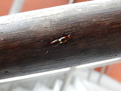 Pterygida ornaticapitata