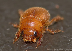 Neochodaeus frontalis