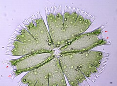 Micrasterias compereana