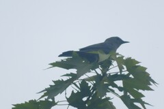 Dumetella carolinensis