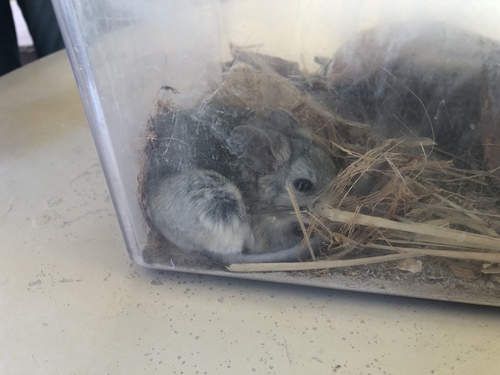 Desert Woodrat