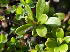 Ancylis unguicella