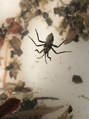 Plesiovelia