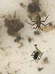 Plesiovelia