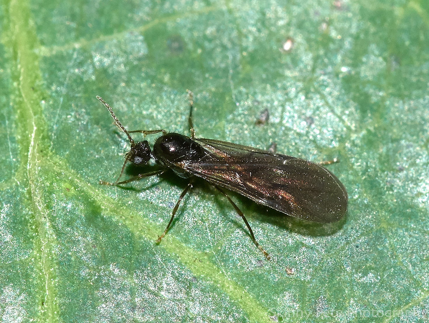 Solenopsis tennesseensis