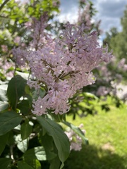 Syringa josikaea