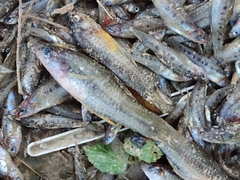 Xiphophorus hellerii