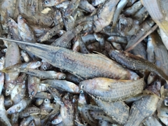 Xiphophorus hellerii