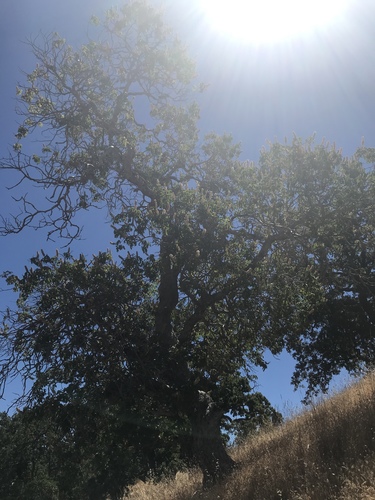 iNaturalist observation photo of California buckeye