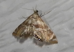 Petrophila canadensis