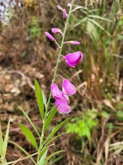 Polygala virgata
