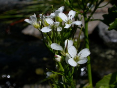Cardamine asarifolia