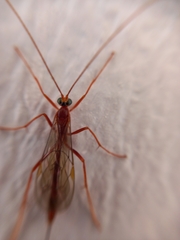 Ichneumonidae