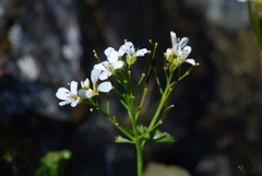 Cardamine asarifolia