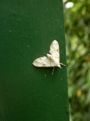 Cirrhochrista bracteolalis