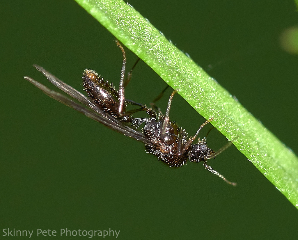Tennessee Thief Ant