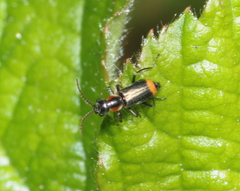 Axinotarsus pulicarius