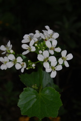 Cardamine asarifolia