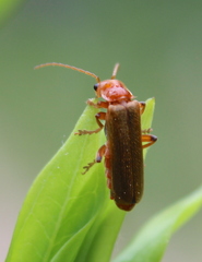 Cantharis cryptica