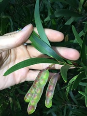 Acacia confusa