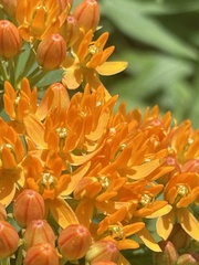 Asclepias tuberosa