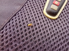 Salticidae