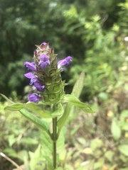 Prunella vulgaris image