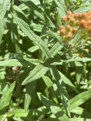 Asclepias tuberosa
