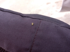 Salticidae