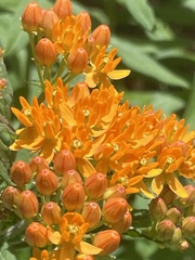 Asclepias tuberosa