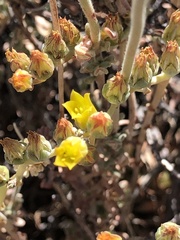 Dudleya abramsii