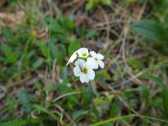 Mendesia farinella