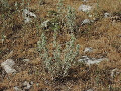 Marrubium incanum